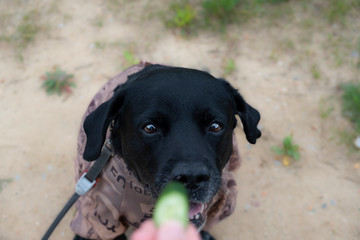 An elderly dog black labrador makes a cute muzzle begs for a favorite treat - cucumber