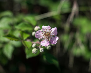 Close up of wild blackberry flower
