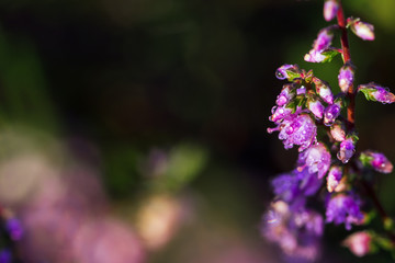 Westruper Heide, Heideblühen, Sonnenaufgang