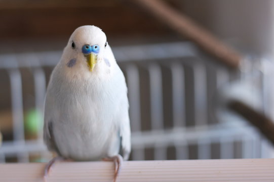 Light blue male budgerigar parakeet on perch