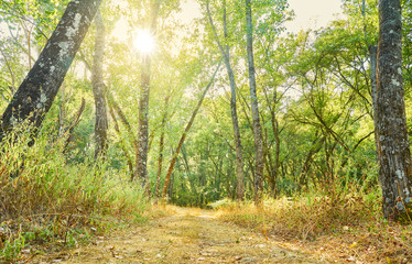 Obraz premium Summer landscape of trees with the sun's rays on their branches