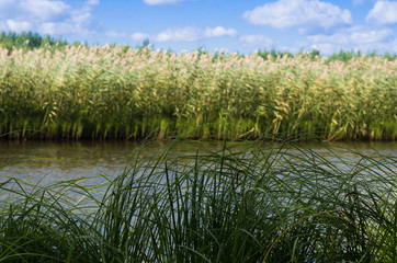 Landscape with reeds and a lake on a Sunny day