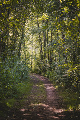 Fototapeta premium Beautiful green summer forest. Spring background, backdrop.