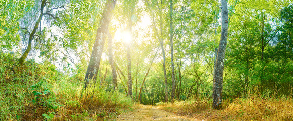 Large-format panoramic summer landscape of trees with the sun's rays on their branches