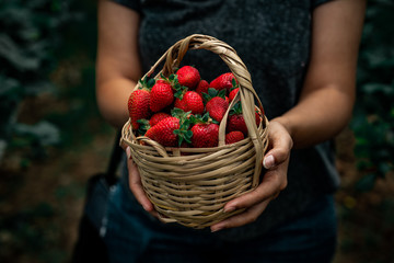 Girl holding basket with strawberries.
