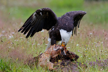 majestic bald eagle / American eagle (Haliaeetus leucocephalus) in a field with summer flowers eating a red fox