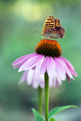 Butterfly Argynnis paphia collects nectar from an echinacea flower on a summer day in the garden