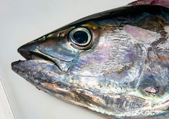 Head and eye of a tuna freshly caught close-up.