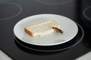 A cockroach is sitting on a piece of bread in a plate in the kitchen. Cockroaches eat my food supplies