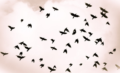 A flock of black crows against a light sky in contour light. Flight of birds, background.