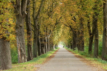 Allee mit Laubbäumen im Herbst