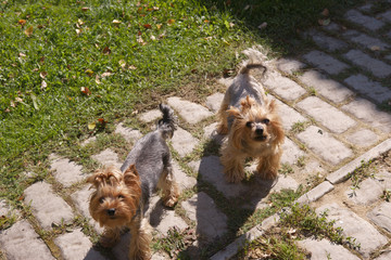 yorkshire terriers barking  outdoor