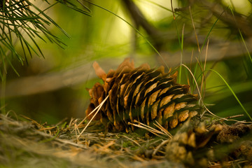 Finnish forest