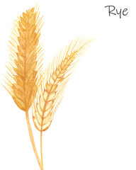 Watercolor hand painted nature fields cereals composition with yellow rye two grain ear branches bouquet and rye text on the white background for cards design elements with the space for text