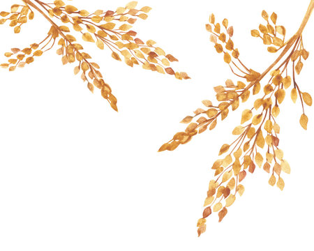 Watercolor hand painted nature fields cereals frame composition with yellow brown grain on branches bouquet on the white background for invite and greeting card with the space for text