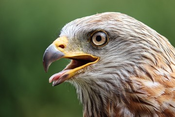 Turmfalke Kopf und Schnabel