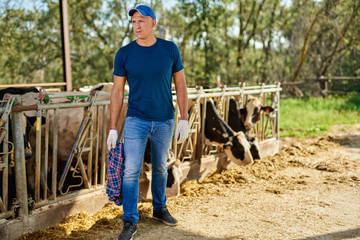 Farmer is working on farm with dairy cows