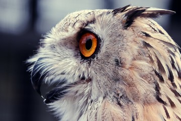 Uhu mit orangen Augen in der Nahaufnahme 