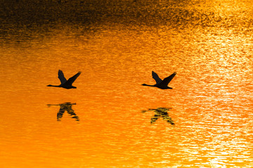 Łabędzie Cygnus olor odlatują o zachodzie słońca © PeterG