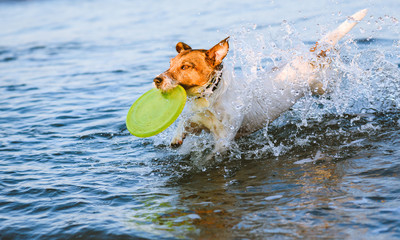 Domestic dog fetching flying disc at dog friendly beach on summer evening