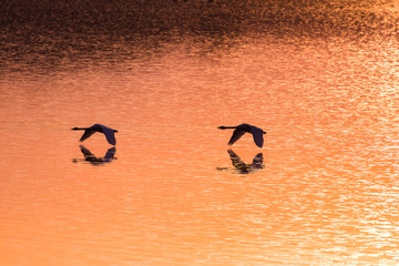 Łabędzie Cygnus olor odlatują o zachodzie słońca © PeterG