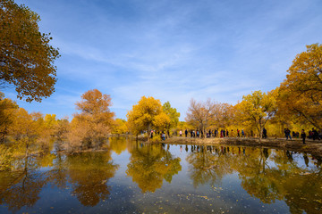 Beautiful golden trees at Jinta Desert Populus Euphratica Huyang forest, Jiuquan, China