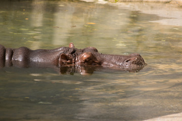 Fototapeta premium Hippopotamus swimming