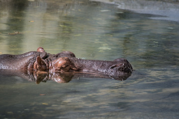 Hippopotamus swimming