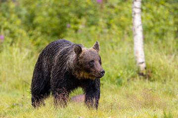 Obraz na płótnie Canvas Brown bear ursus arctos walking through green vegetation in boreal forest, Finland