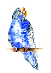 Blue parrot, budgerigars. Watercolor illustration.