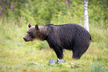 Mighty Brown bear Ursus arctos standing in front ofgreen background
in boreal forest, Finland