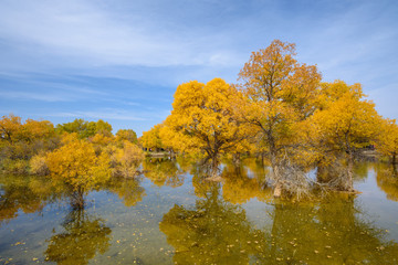 Fototapeta premium Beautiful golden trees at Jinta Desert Populus Euphratica Huyang forest, Jiuquan, China