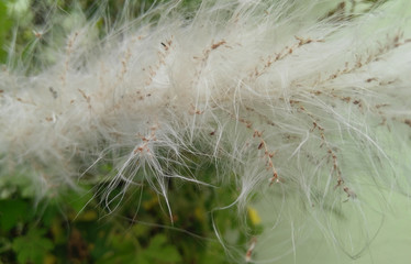 dry grass in the wind