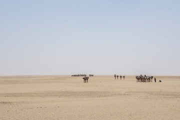 Fototapeta na wymiar A camel caravan of Toubou nomads, the Sahara desert of Chad