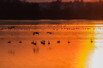 Nastrojowy romantyczny zachód słońca nad wodą-Piekny Zachód słońca nad stawem rybnym Dolina...