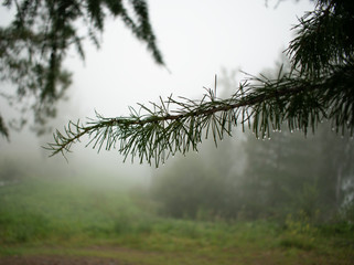 Fog in the forest. Morning in the park