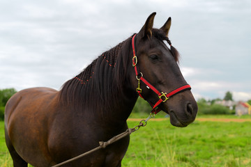 Obraz premium The portrait of one bay horse