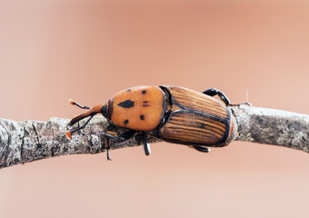 Rhynchophorus ferrugineus asian sago palm weevil beetle of large size and red color on reddish...