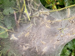 Fall webworm moth larvea