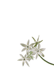 Delicate white flowers isolated illustration with copy space.  Hand painted artwork for posters, cards and other graphics