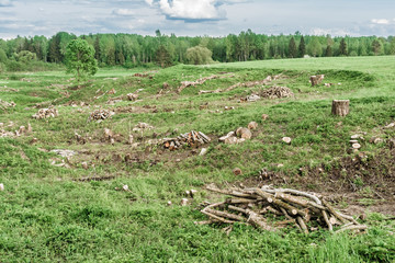 green field with a ravine and felled trees and shrubs, cleaning of unnecessary vegetation, logging