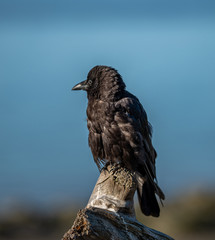 Baby Crow
