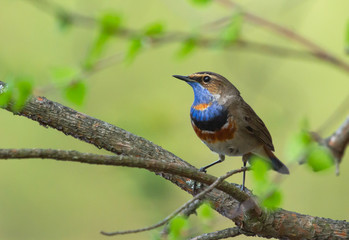 Fototapeta premium Bluethroat (Luscinia svecica) on the branch
