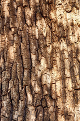 tree bark as background texture for artists