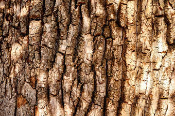 tree bark as background texture for artists