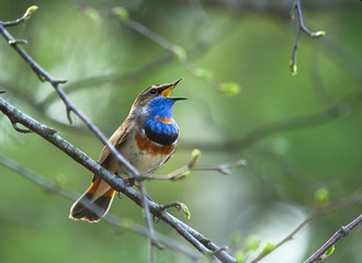 Bluethroat (Luscinia svecica) on the branch