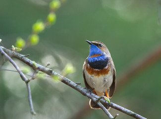 Bluethroat (Luscinia svecica) on the branch
