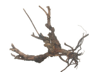 Root of old tree isolated on white background.