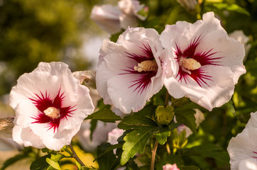 Pink and white Hibiscus flowers in the garden