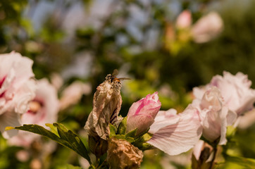 Full of pollen bee on pink flower